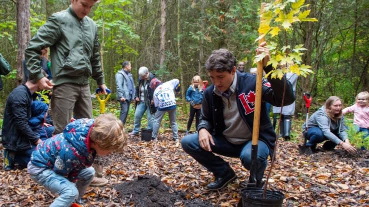 Audit projects total failure for Trudeau’s tree-planting promise